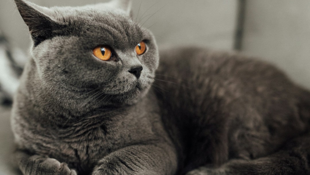 British Shorthair