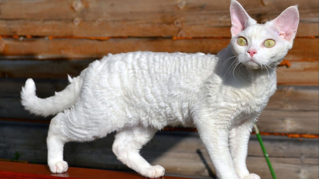 Devon Rex